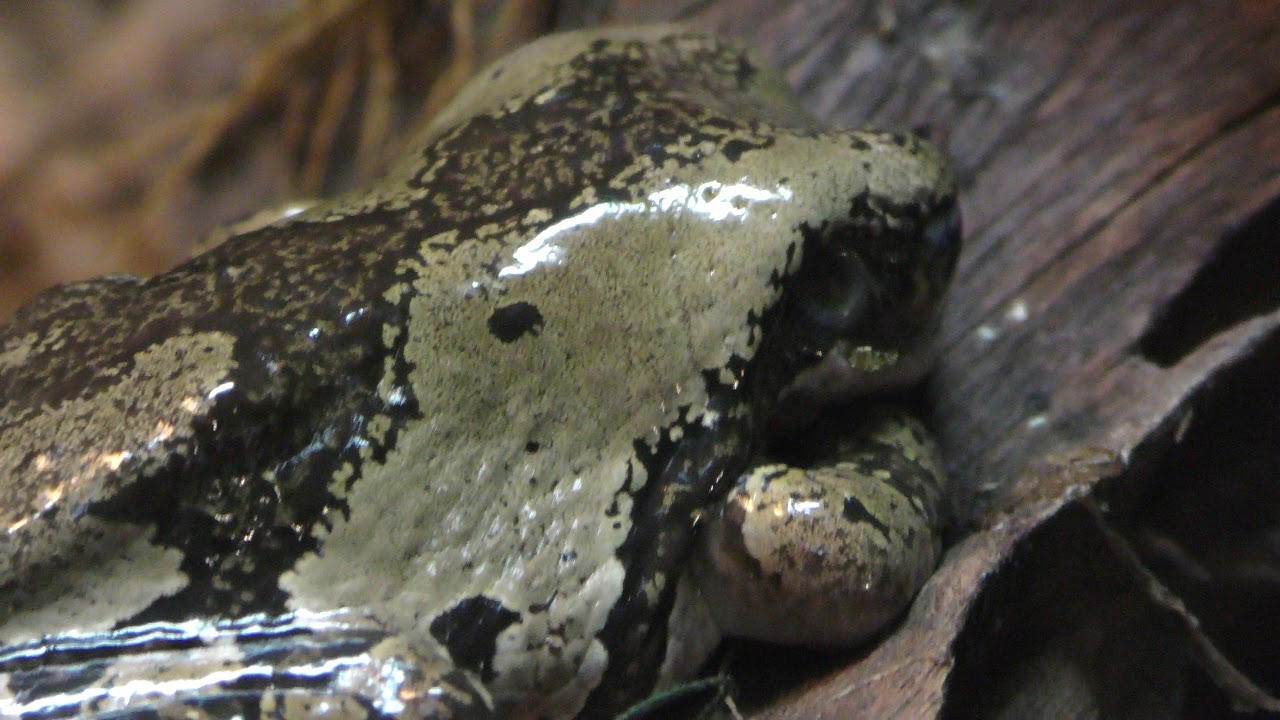 モトイドクアマガエル
