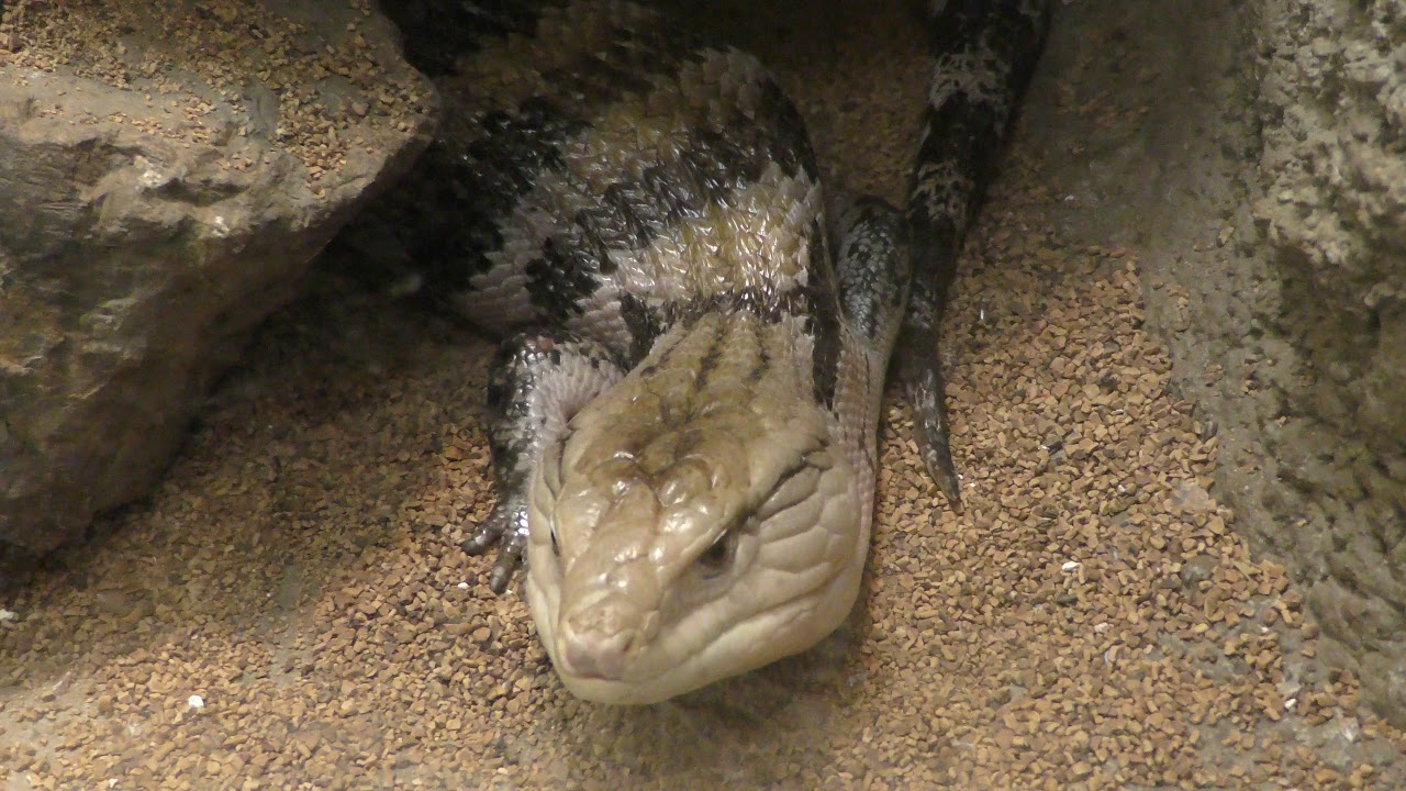 ヒガシアオジタトカゲ