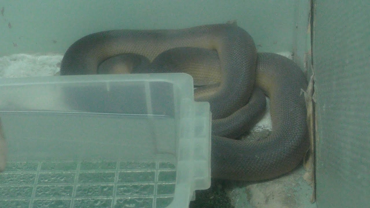 シロクチニシキヘビ