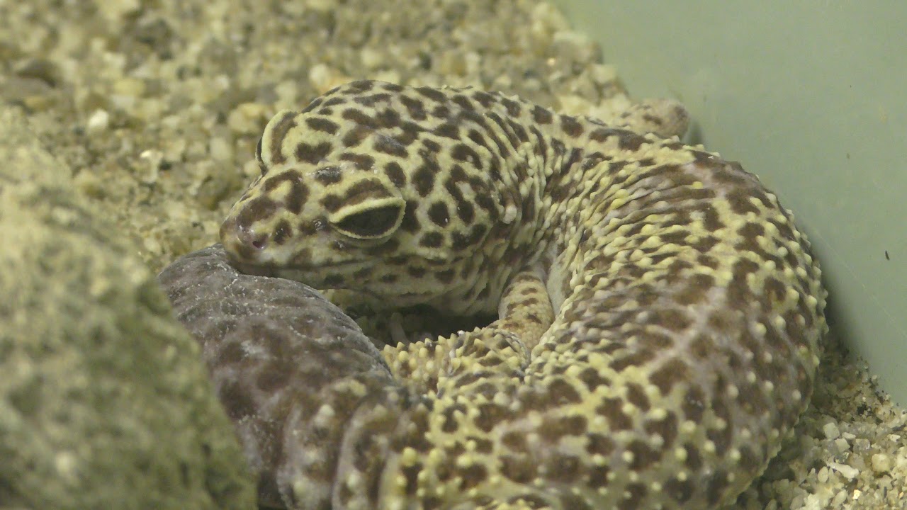 ヒョウモントカゲモドキ