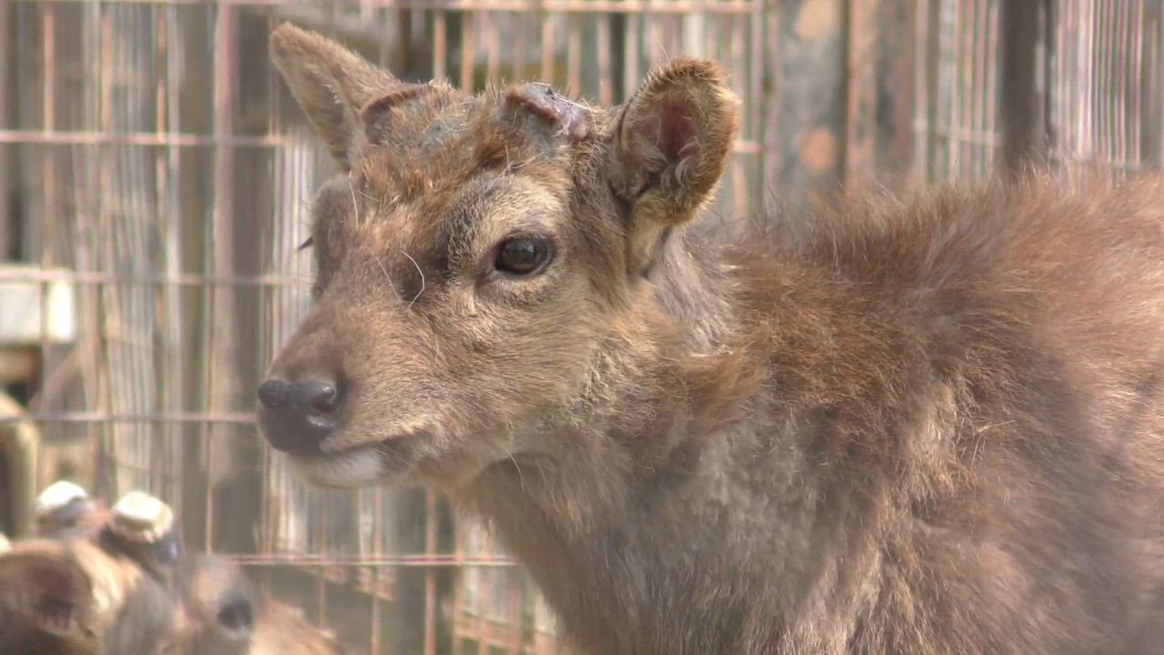 キュウシュウジカ