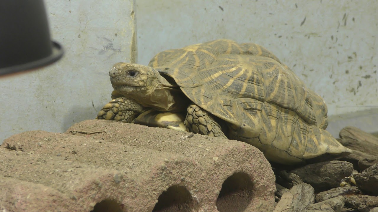 インドホシガメ