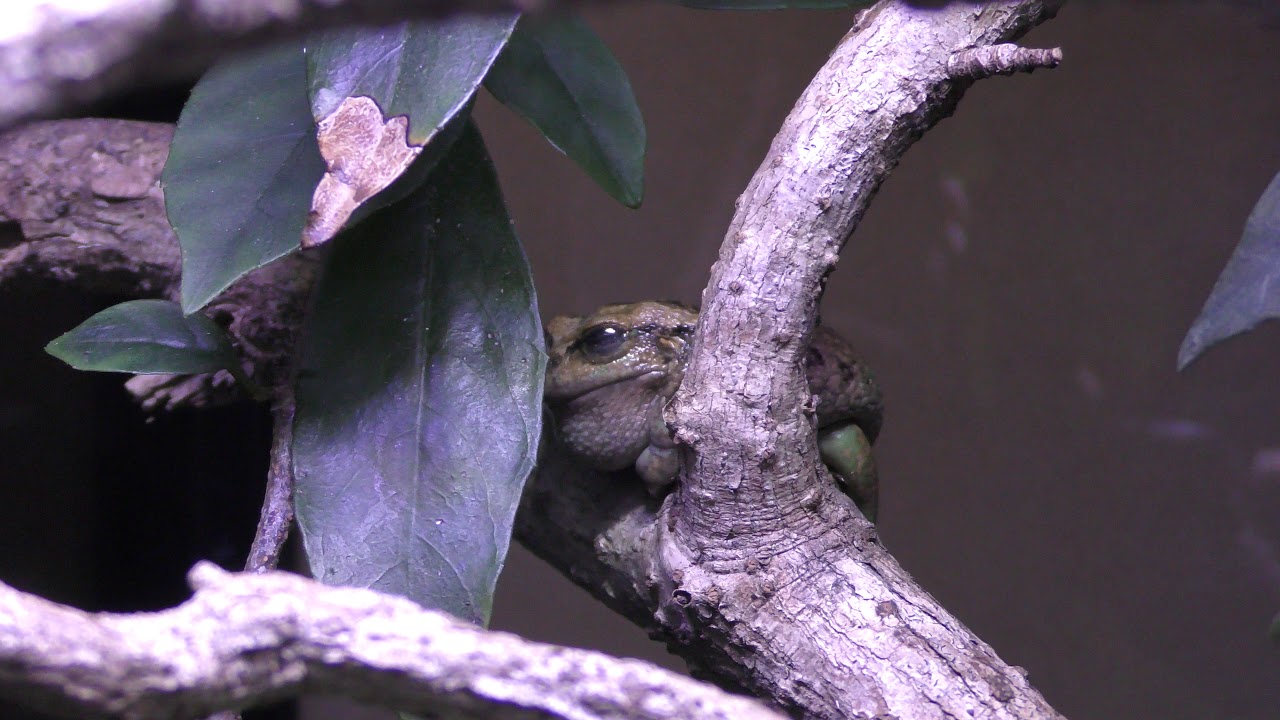 リオバンバフクロアマガエル