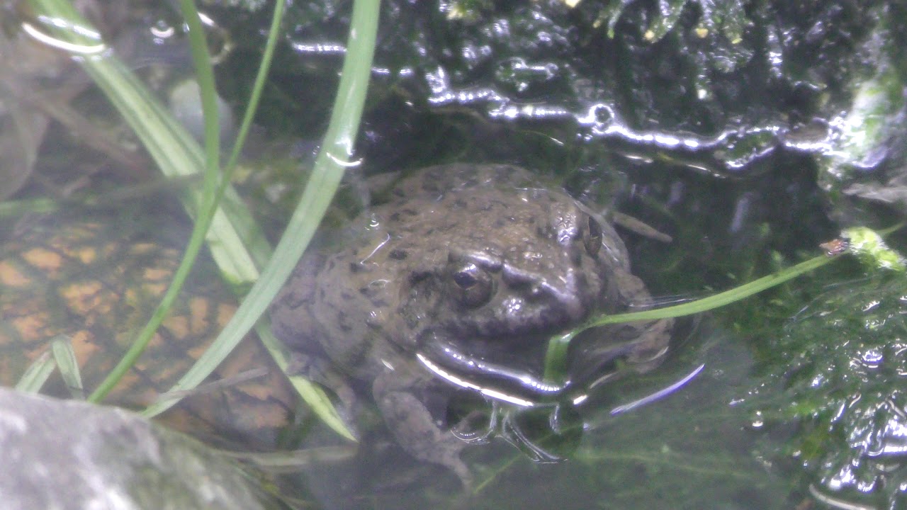 ツチガエル