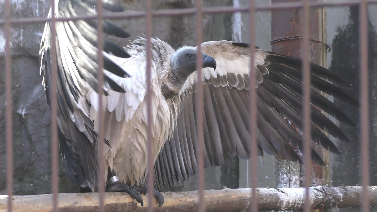 コシジロハゲワシ