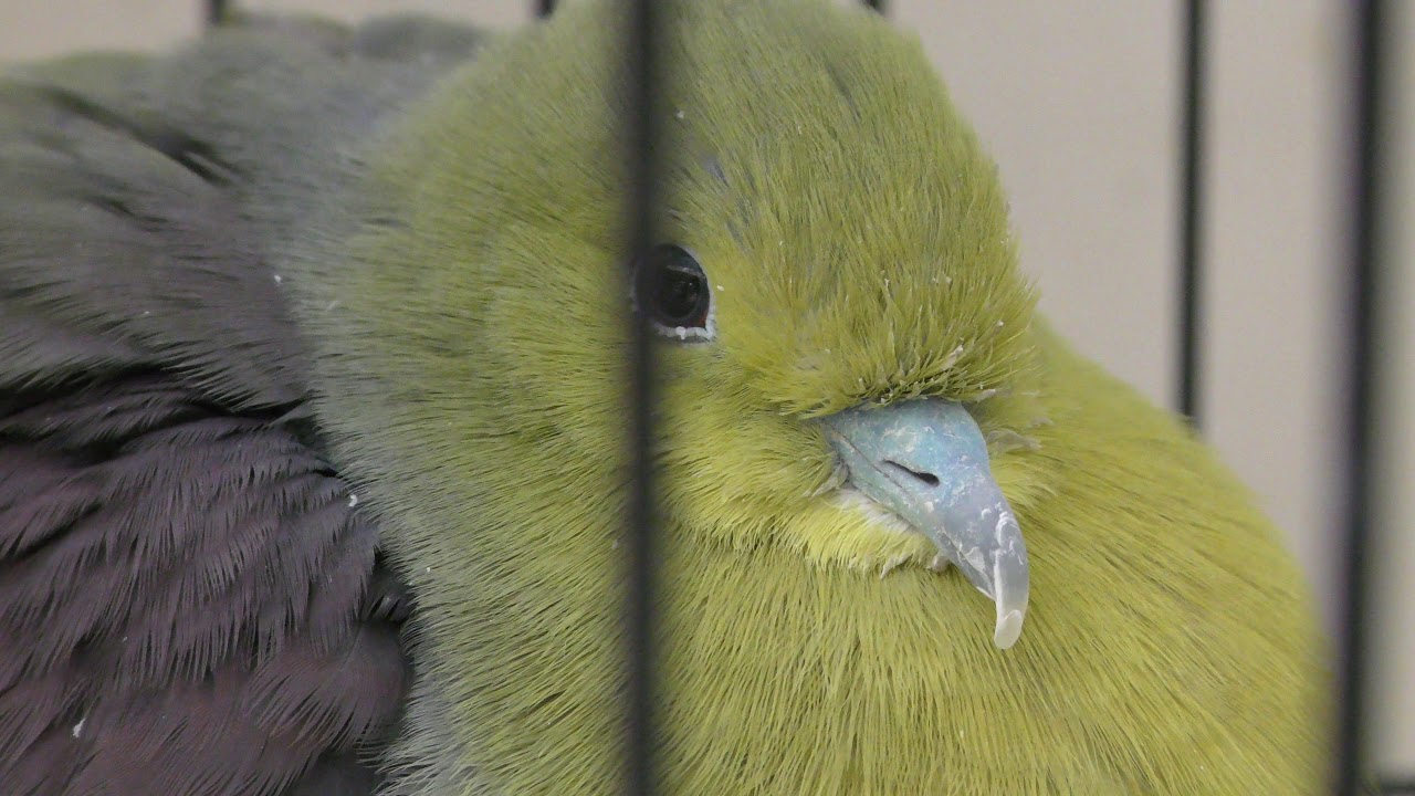 アオバト