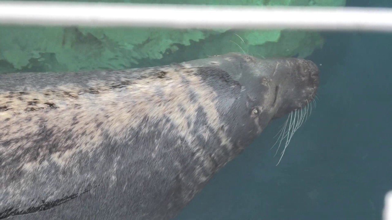 ハイイロアザラシ