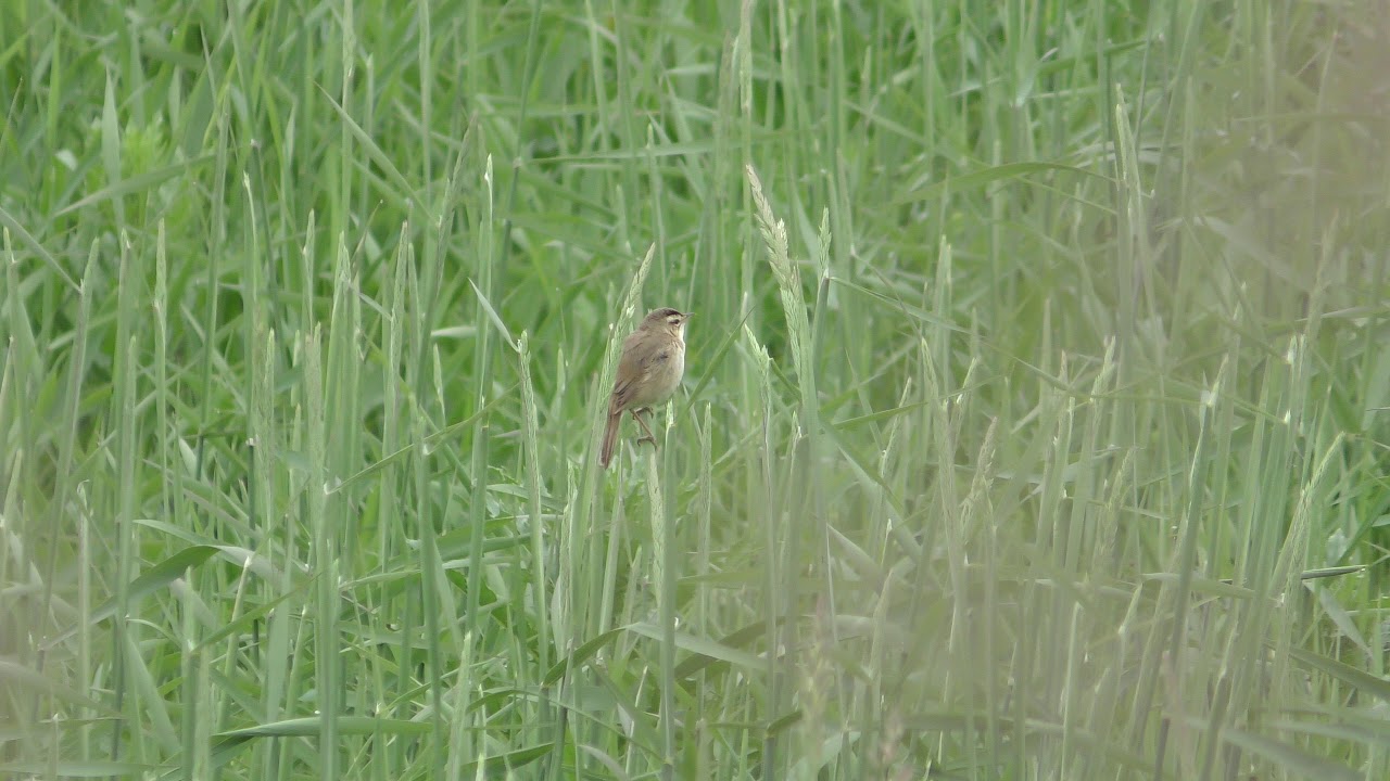 コヨシキリ