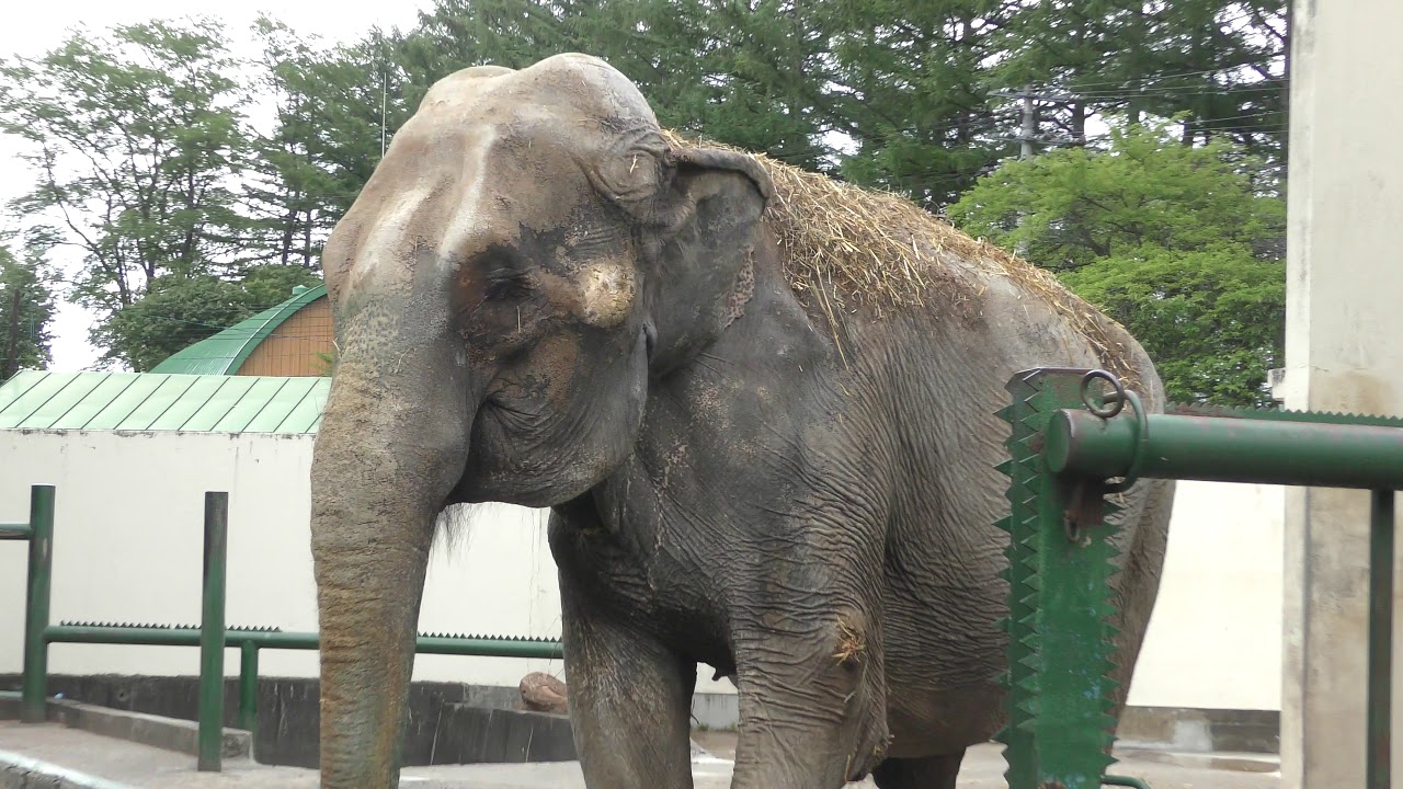 インドゾウ