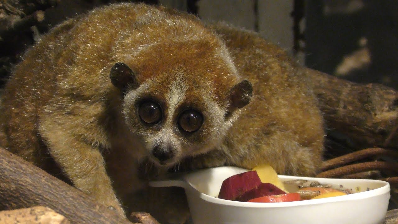 ピグミースローロリス