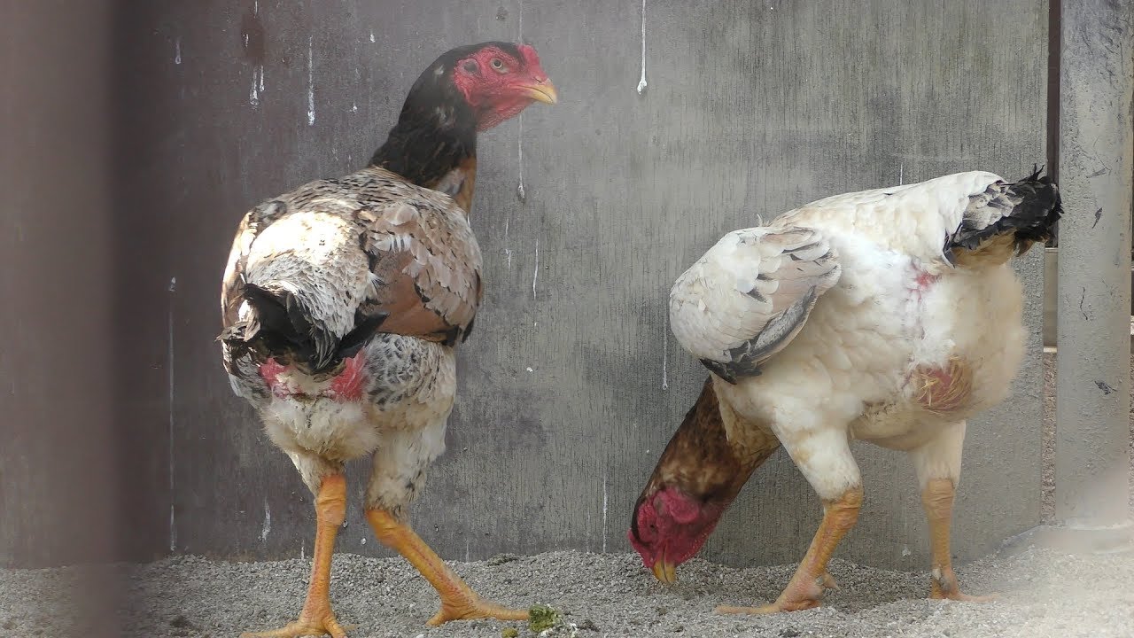 タウチー