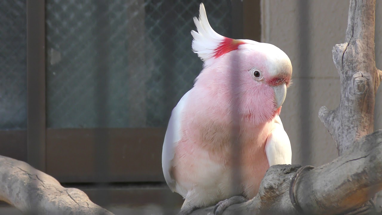 クルマサカオウム