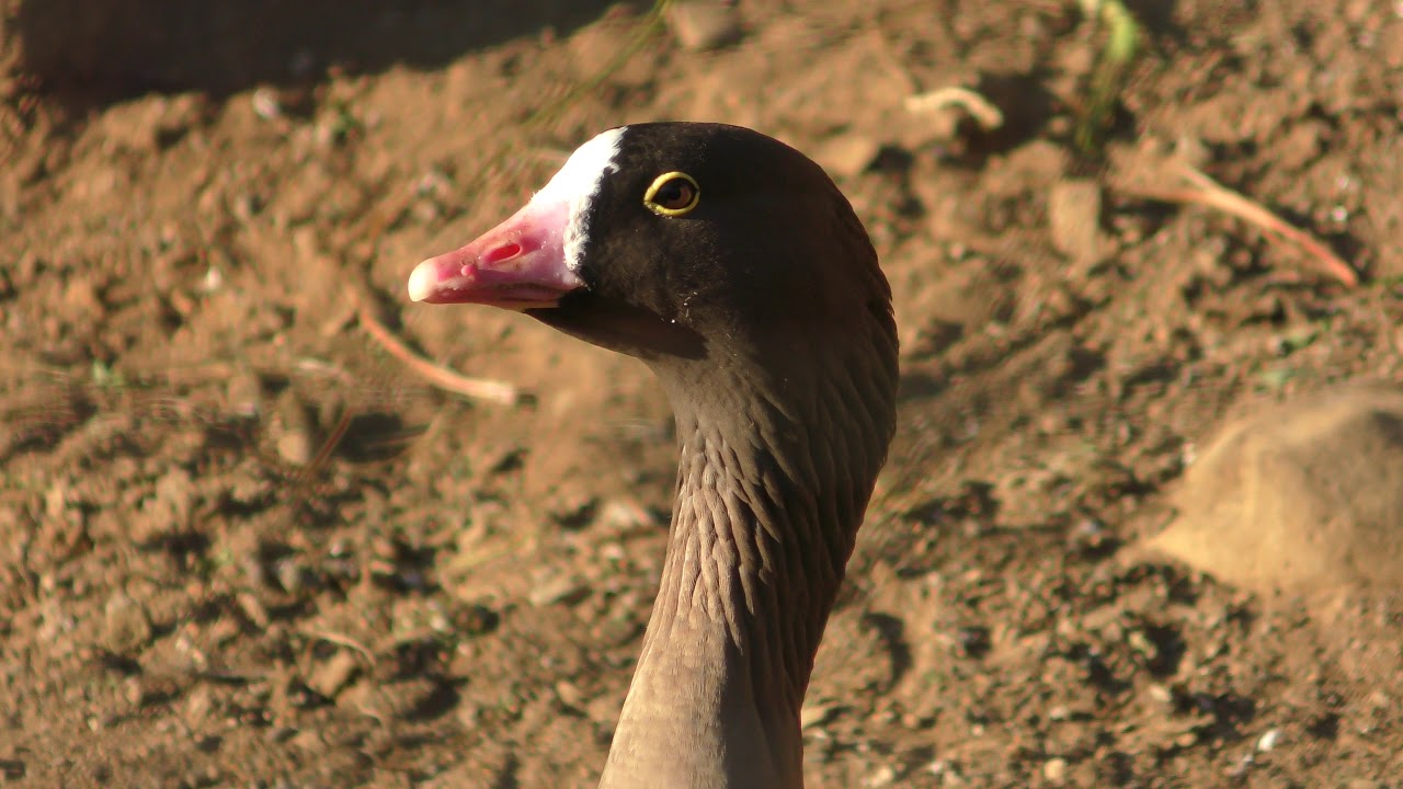 カリガネ