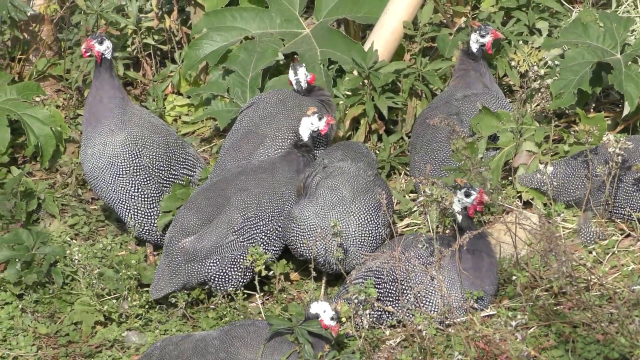 ホロホロチョウ