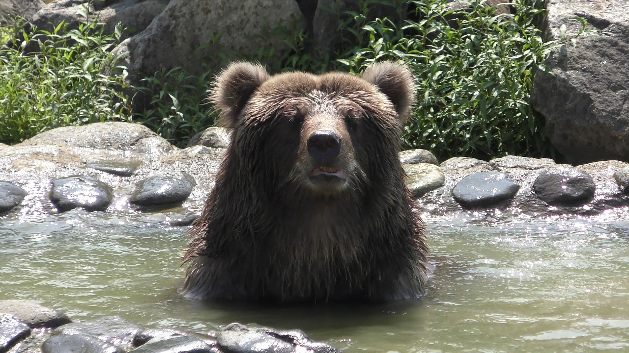ヒグマ