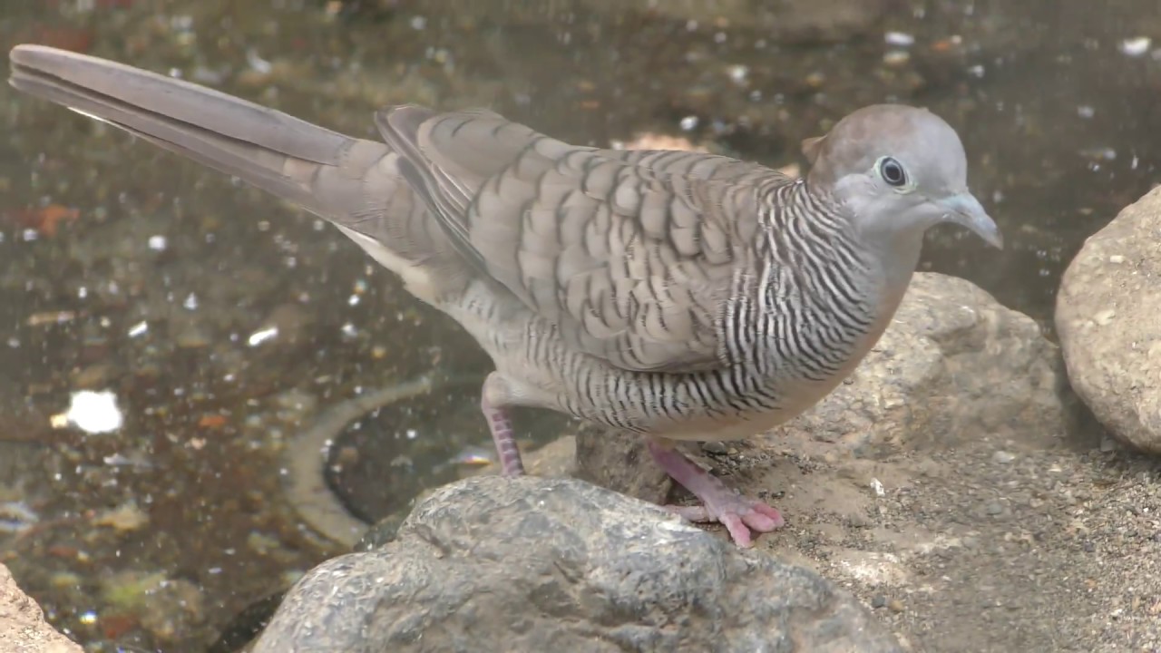 チョウショウバト