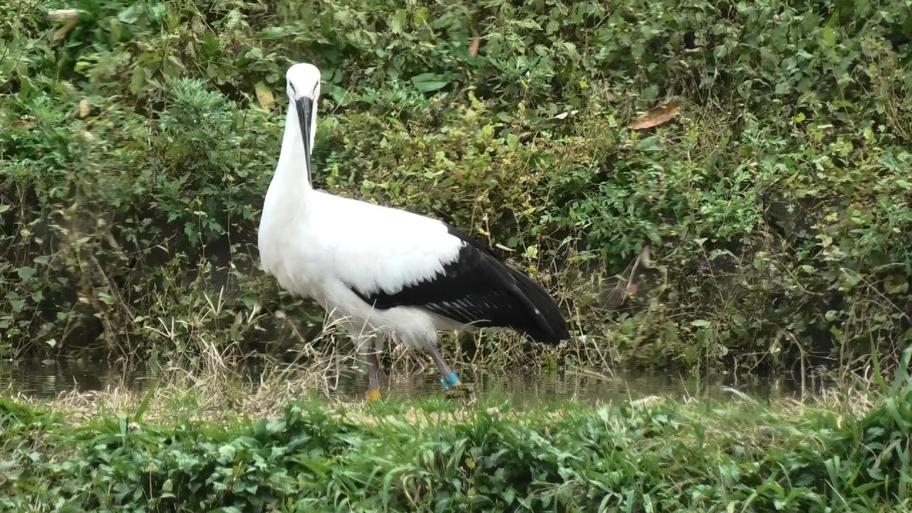 コウノトリ