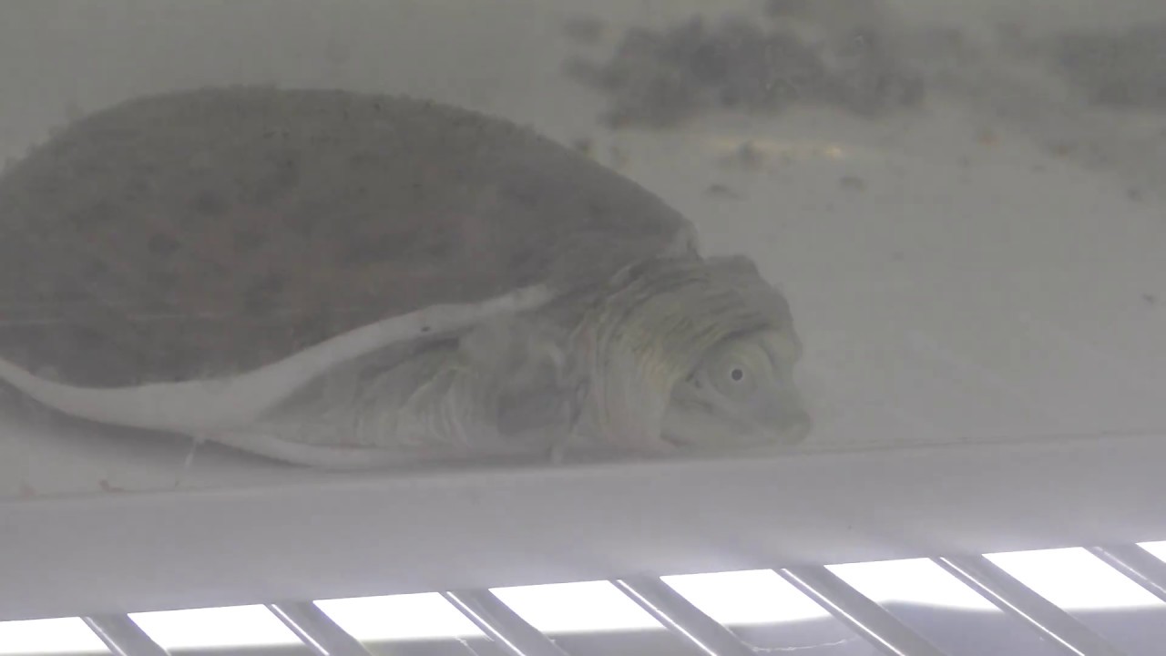 Indian flap-shelled turtle (punctata)