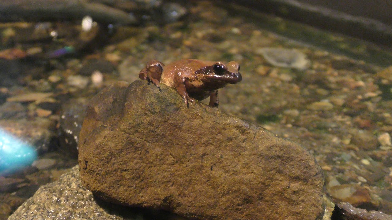 タゴガエル