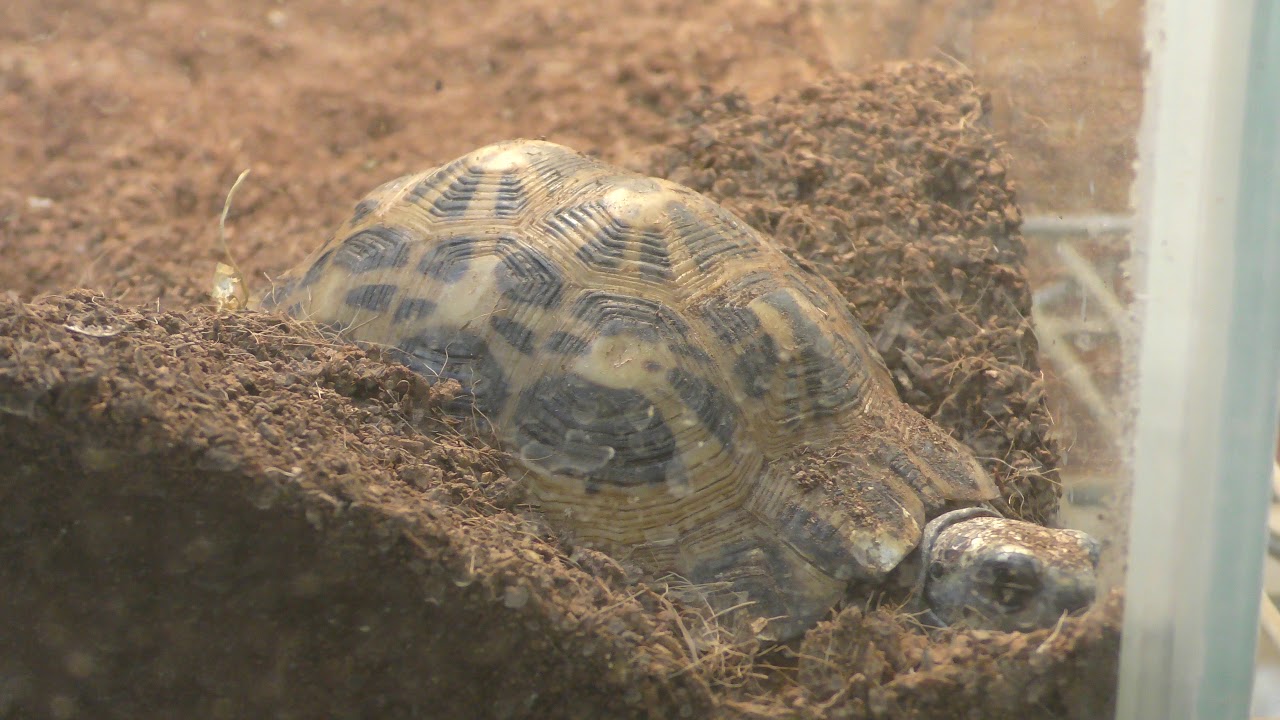 キバラクモノスガメ