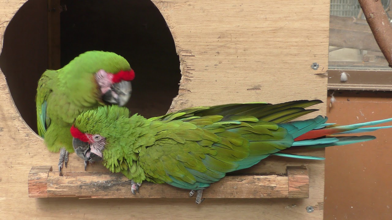 ヒワコンゴウインコ