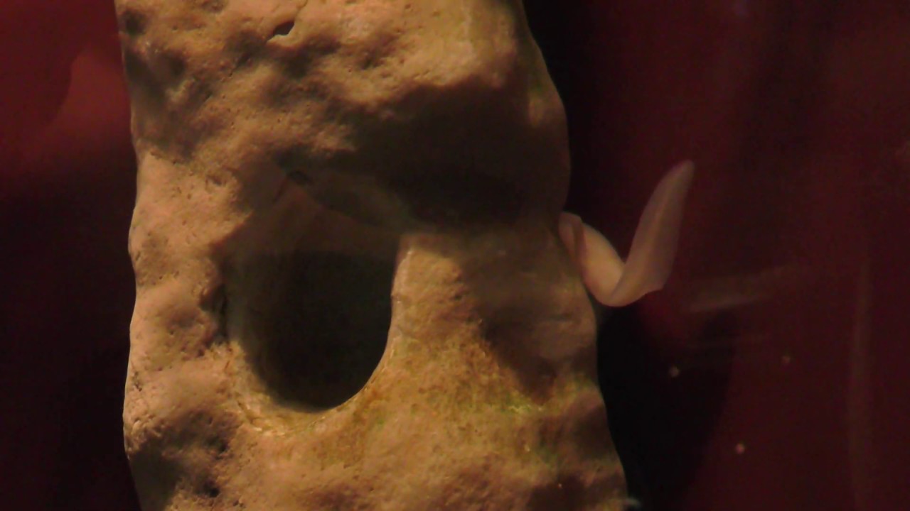 Olm