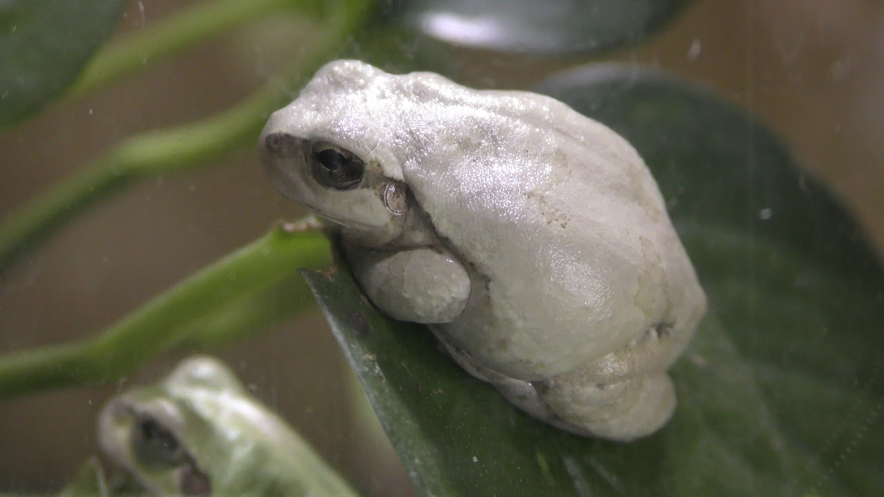 Japanese tree frog