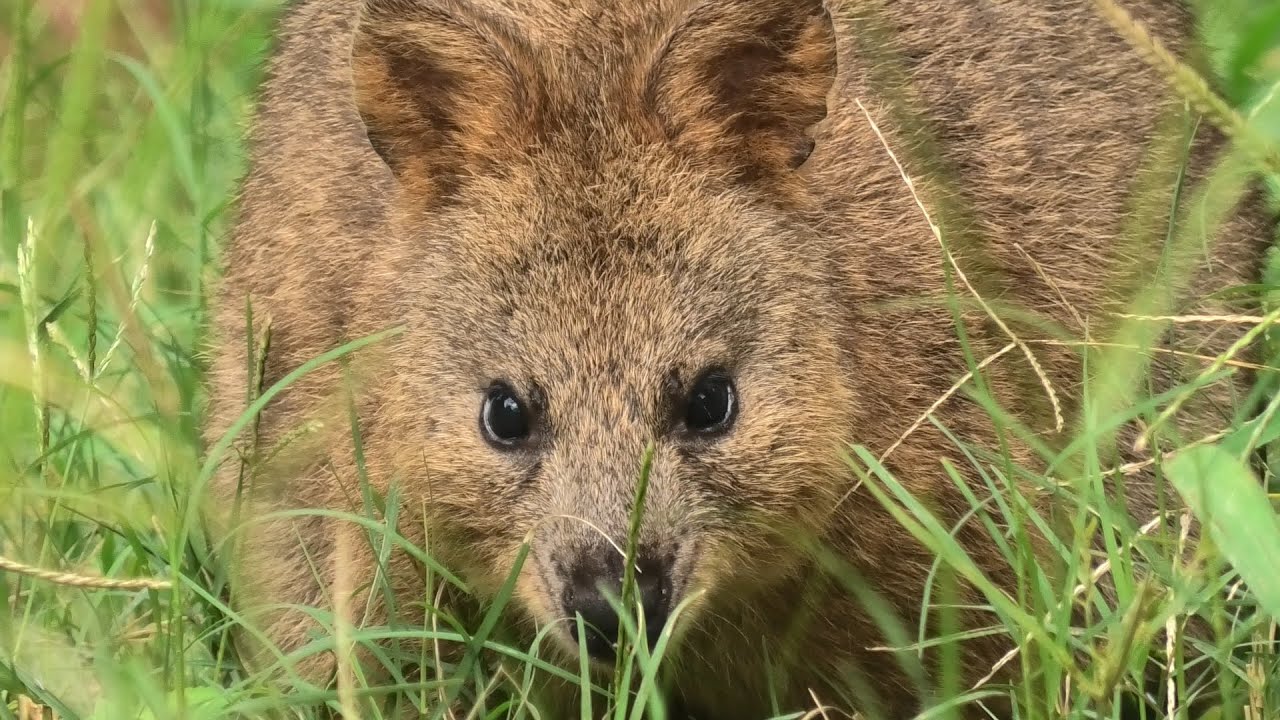 クアッカワラビー