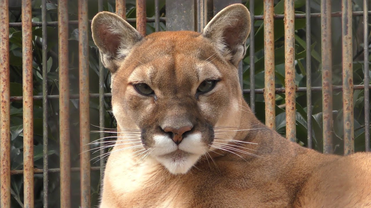Cougar