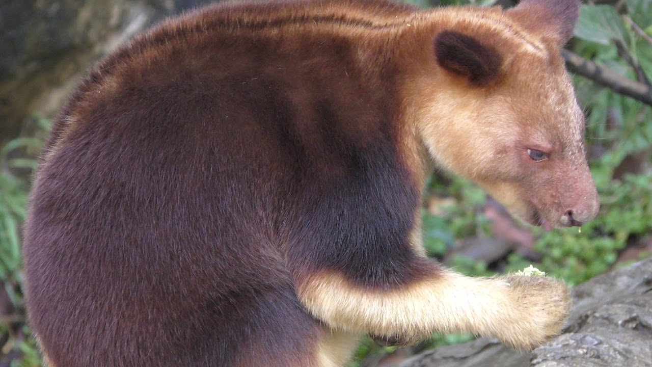 セスジキノボリカンガルー
