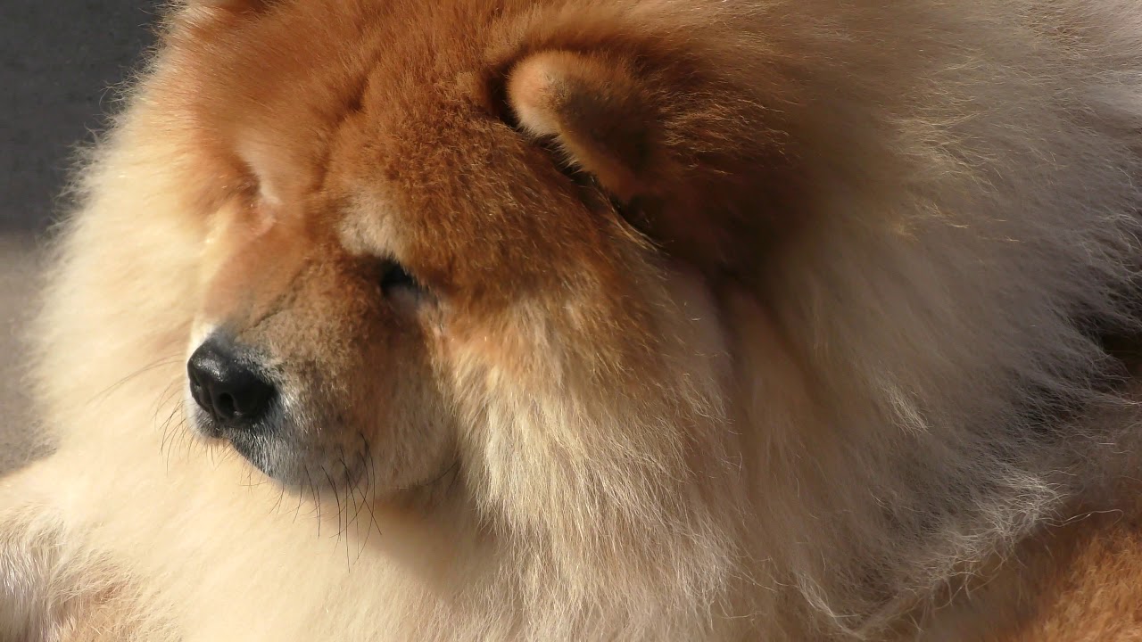 チャウチャウ