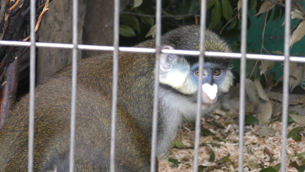 アカオザル