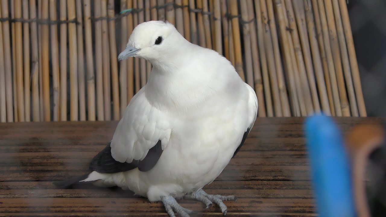 ソデグロバト