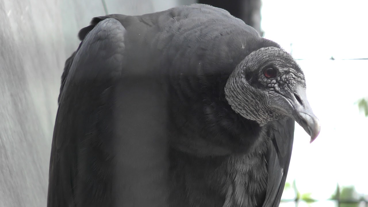 American black vulture