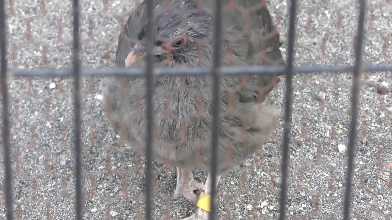 アカオヒメシャクケイ