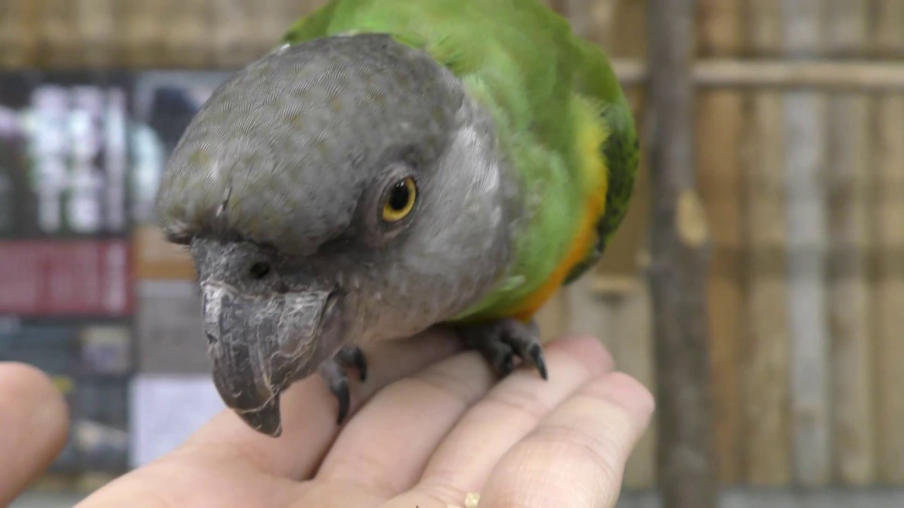 ネズミガシラハネナガインコ