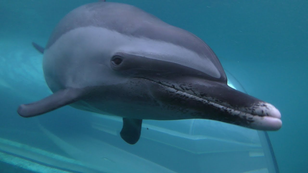 マダライルカ