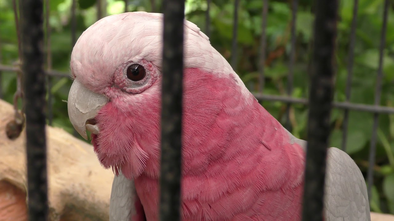 モモイロインコ
