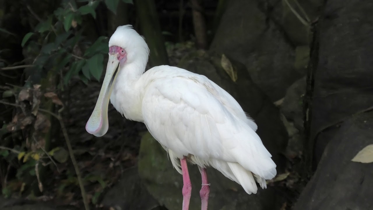 African spoonbill