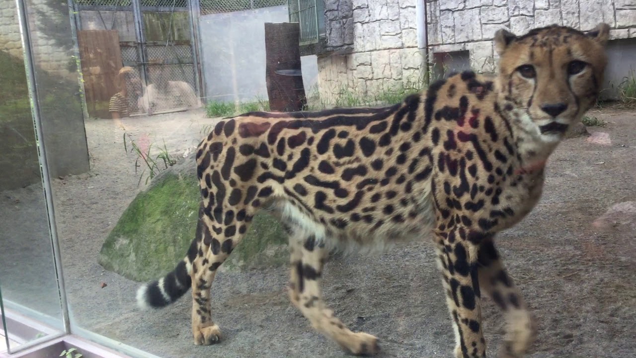 アフリカチーター