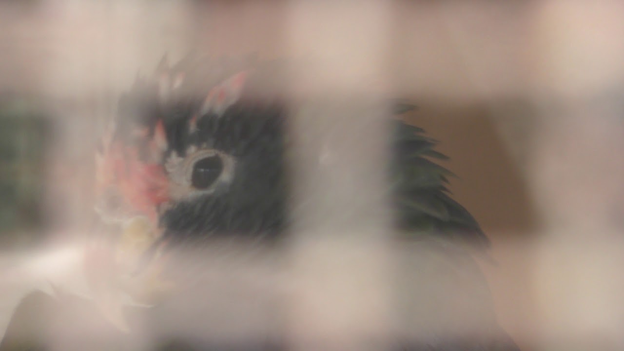 アケボノインコモドキ