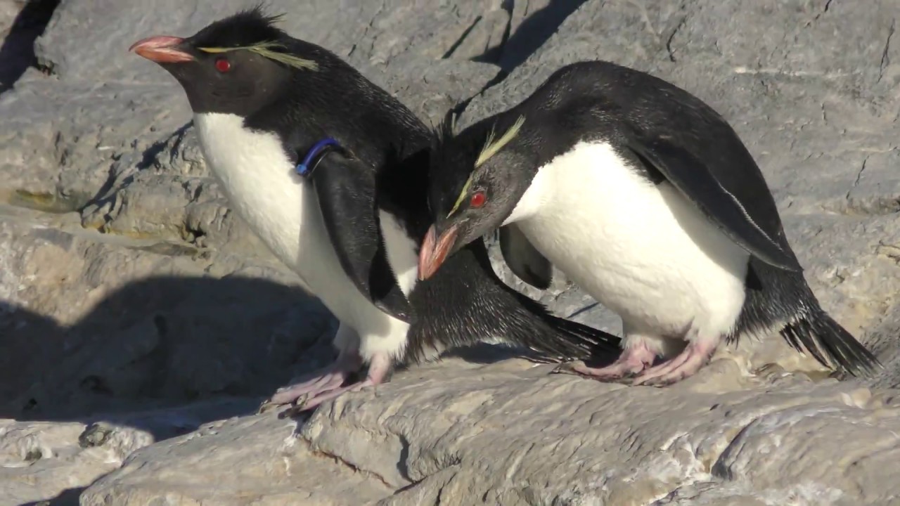 ミナミイワトビペンギン