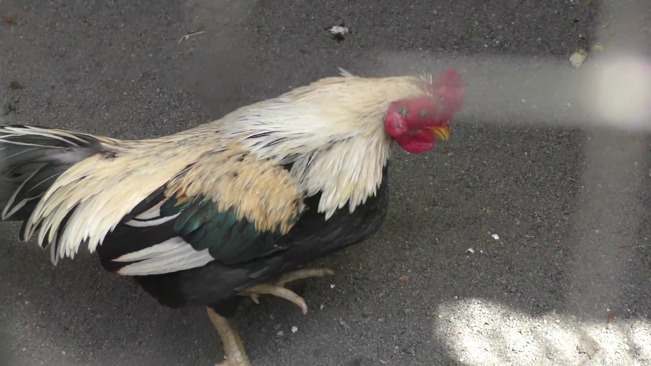 カワチヤッコ