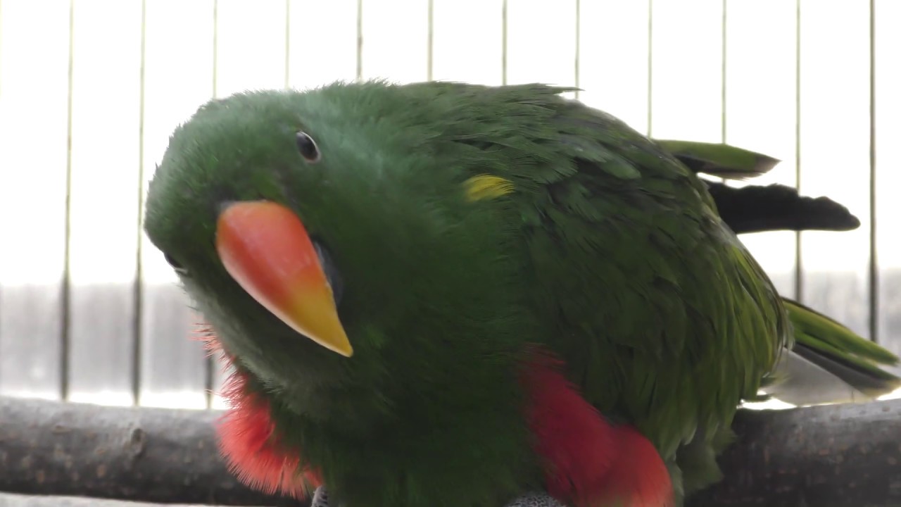 オオハナインコ