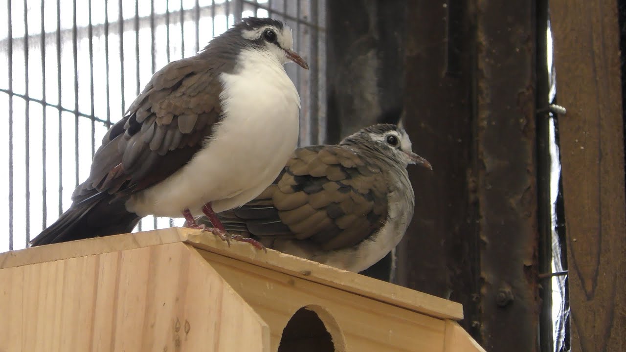 タンバリンバト