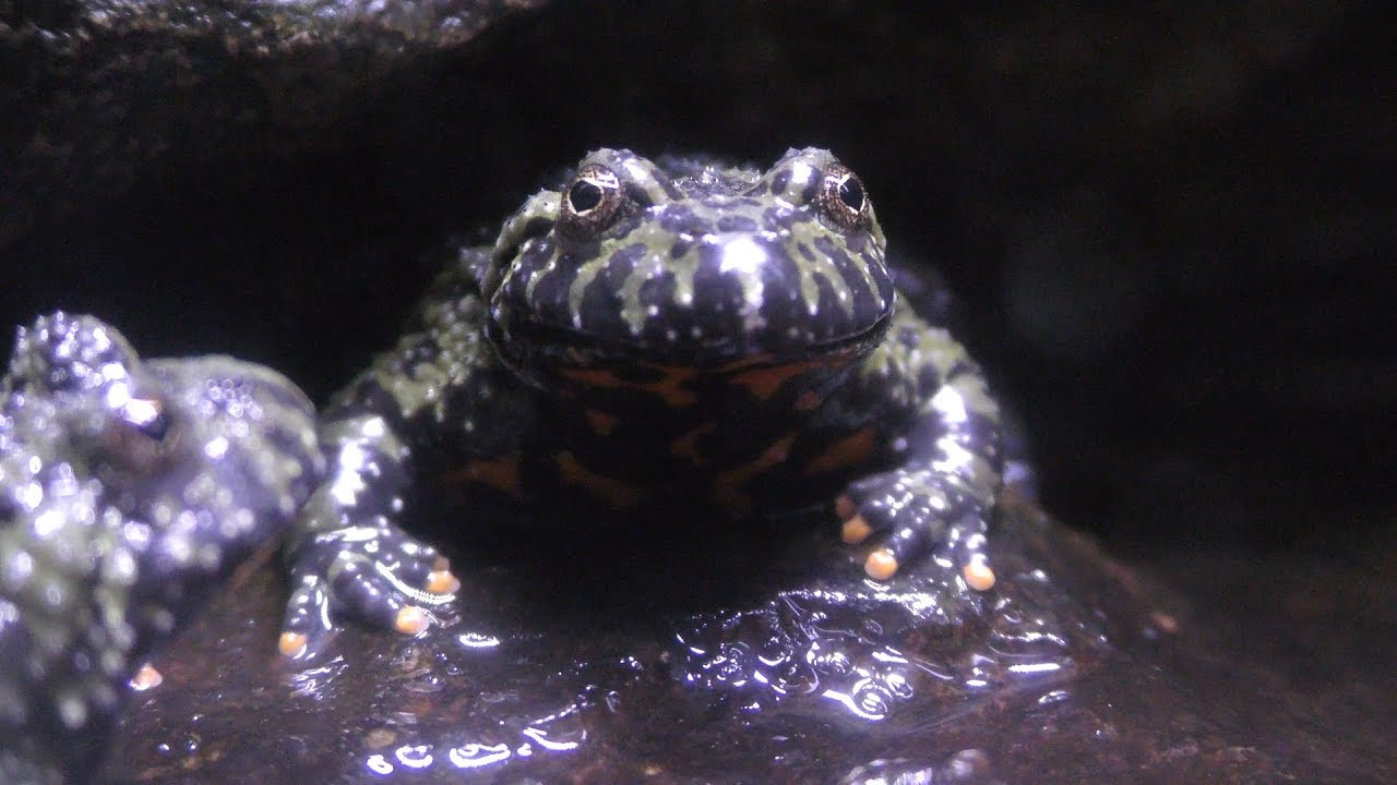 チョウセンスズガエル