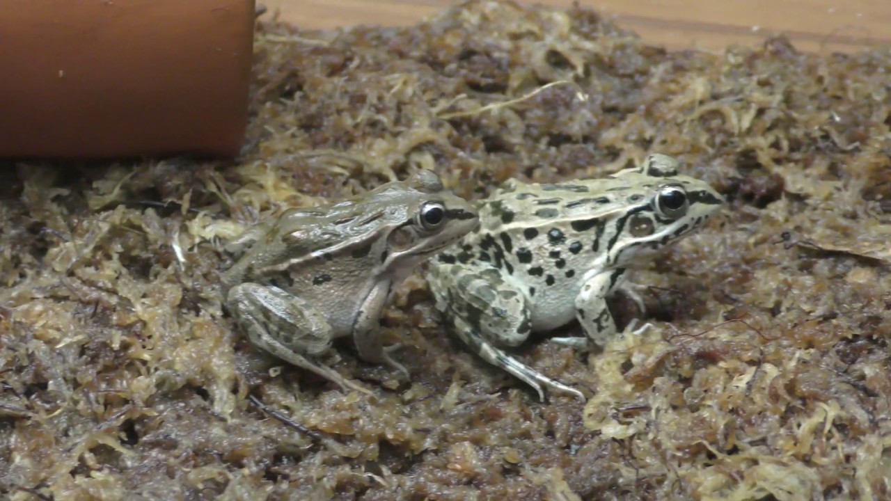 Daruma pond frog (brevipodus)