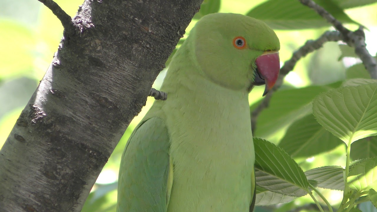 ホンセイインコ