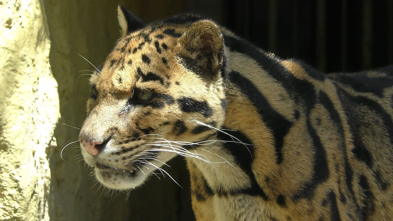 ウンピョウ