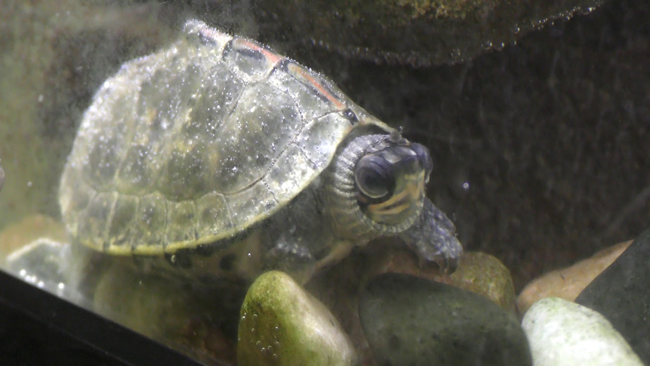 テクタセタカガメ
